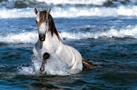 Возникающие эмоции при видении лошадей в воде: волнение, восхищение, страх