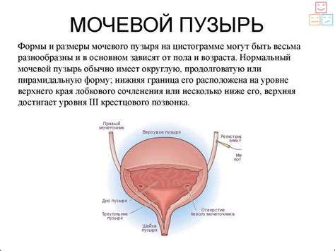 Возрастные изменения в мочевой системе женщин и их лечение