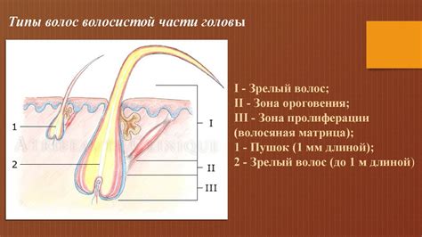 Волосы головы: строение и функции