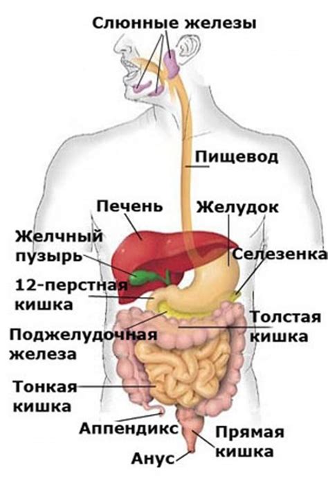 Вредность накопления излишнего жира в области брюшной полости