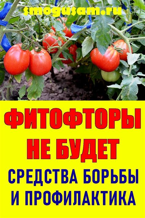 Вред немилосердной фитофторы для помидоров: последствия и ущерб для урожая