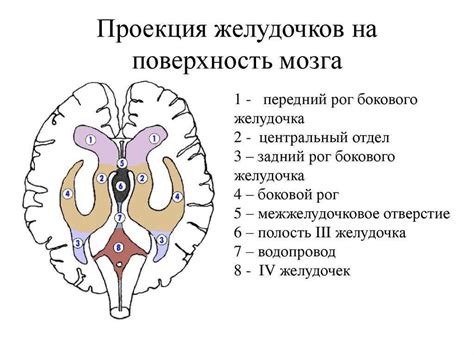 Второй фактор: присутствие мозга