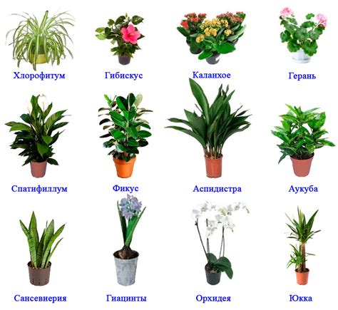 Выбор и расположение декораций и растений