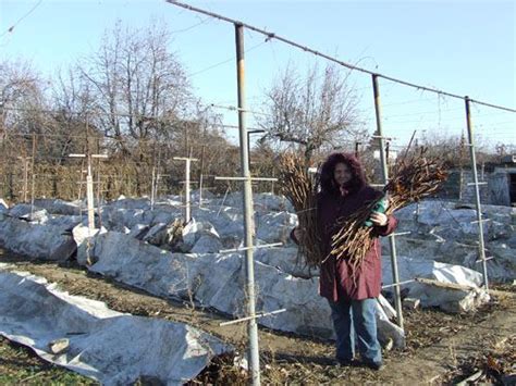 Выбор наиболее подходящего метода укрытия виноградных лоз на балконе