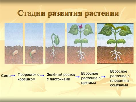 Выбор подходящего грунта для обеспечения успешного роста растения: роль почвы в развитии растений