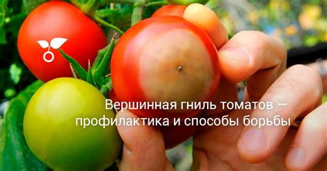 Выбор подходящих сортов томатов для преодоления проблемы вершинной гнили