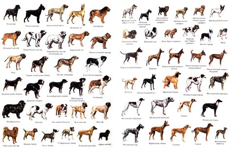 Выбор ёршского терьера: рекомендации при выборе породы и маленькой собаки