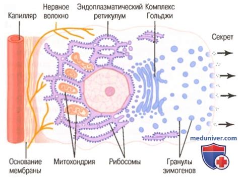 Выработка секреторных веществ