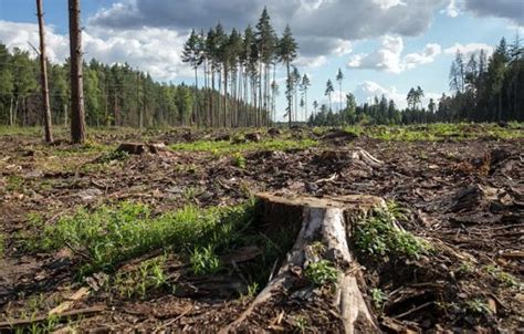 Вырубка лесов и сокращение биологического разнообразия