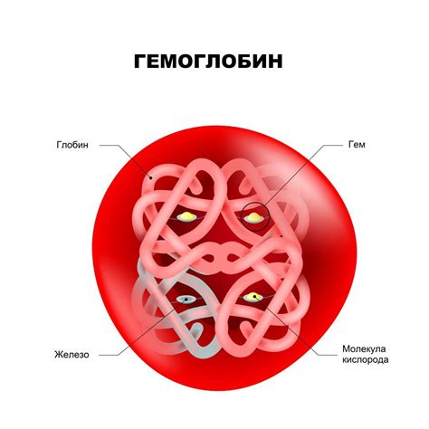 Гемоглобин и его роль в организме