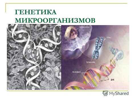 Генетика: открытия в геноме раскрывают происхождение современных млекопитающих