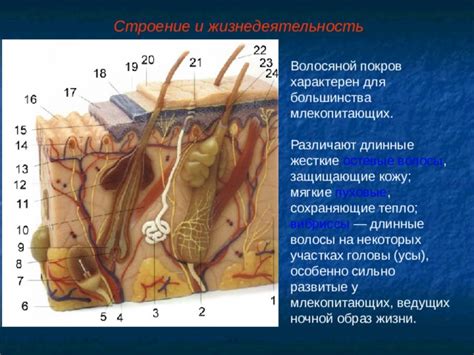 Генетическая предрасположенность: влияние на волосяной покров подбородка