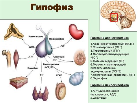 Гипофиз: главный актер в эндокринной пьесе