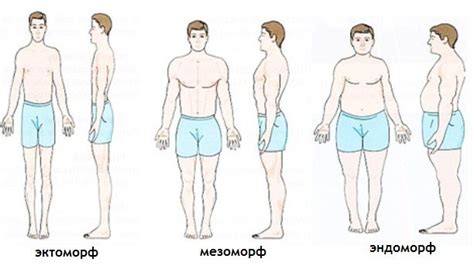 Главные характеристики эндоморфа