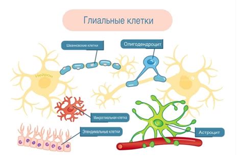 Глиальные клетки мозга: