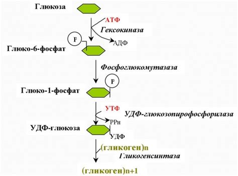 Гликоген: места синтеза и хранения