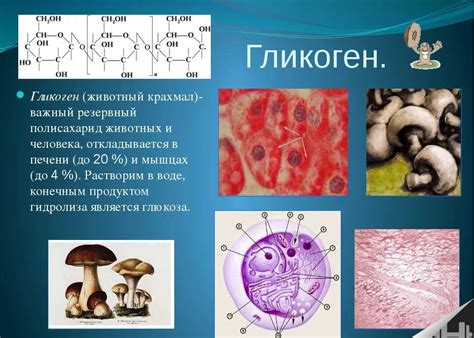 Гликоген: сущность и функции