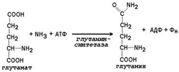 Глутамин и глутамат: роль в организме и различия