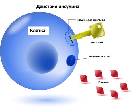 Глюкоза и ее роль в организме