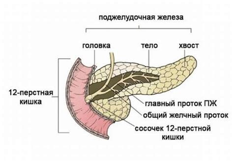 Головка поджелудочной железы: задачи и функциональное значение