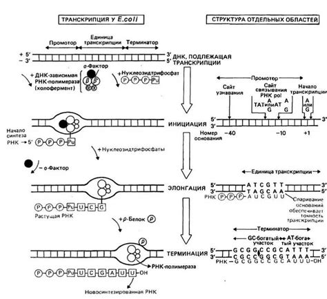 Головни и их связь с генетической информацией