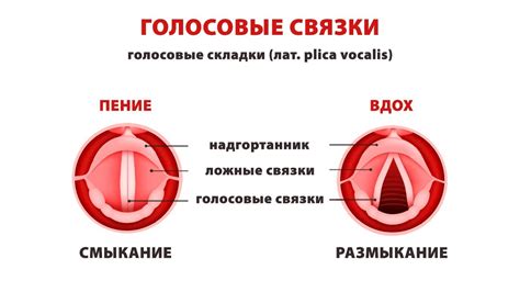 Голосовые связки: основная функция и причины их исчезновения