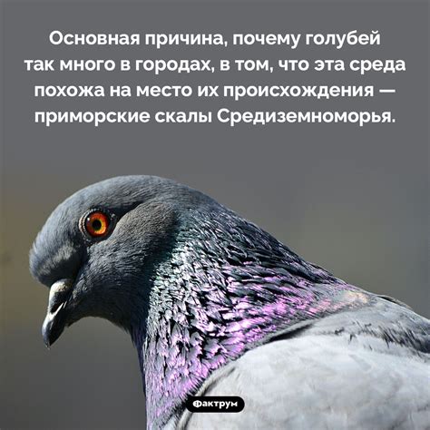 Голуби в снах: пророчество радости или роковое предзнаменование?