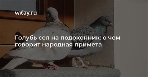 Голубь сел на спину: причины и значение такого поведения