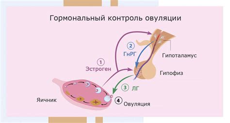 Гормональный статус и резерв яйцеклеток: диагностика и анализы