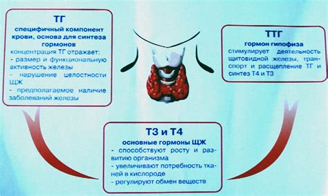 Гормоны щитовидной железы