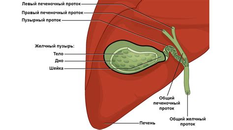 Г образный желчный пузырь: функции и анатомия