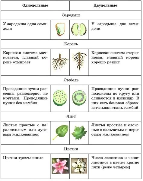 Двуплодные растения: многообразие и значение