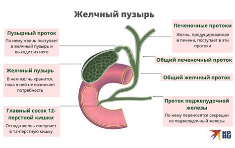 Диагностика сгиба пузыря желчи у взрослых: методы обнаружения и основные признаки