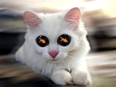 Добавление изображения Симпатичной Кошечки на внешний вид иллюстрированного питомца