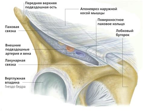 Долгий процесс восстановления паховой связки: важная информация