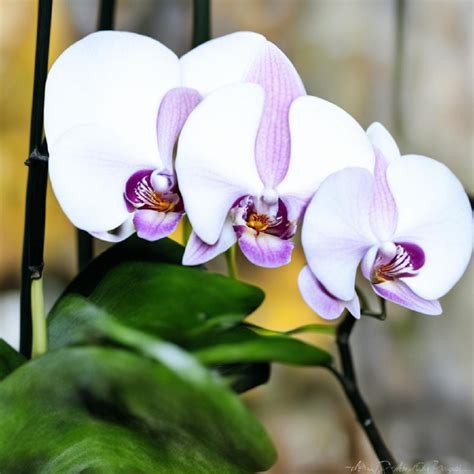 Дополнительные рекомендации для поддержания здоровья орхидеи после приема пищи