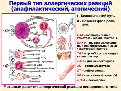 Другие методы определения аллергической реакции на алоэ через контакт с кожей