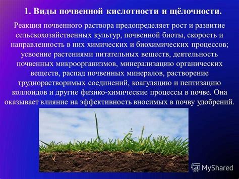 Естественная влажность почвы: фактор, влияющий на зеленение огорода