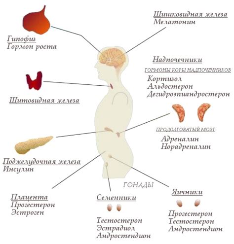 Женский гормональный фон и гипергликемия