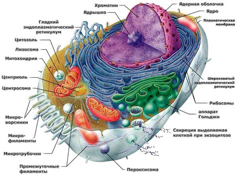 Живая клетка – интегральная органическая единица: подкреплено исследованиями и фактами