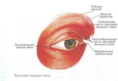 Заболевания глазных мышц и нервов