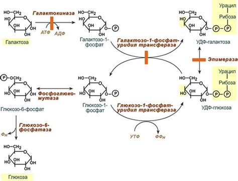 Заменяем глюкозу на фруктозу