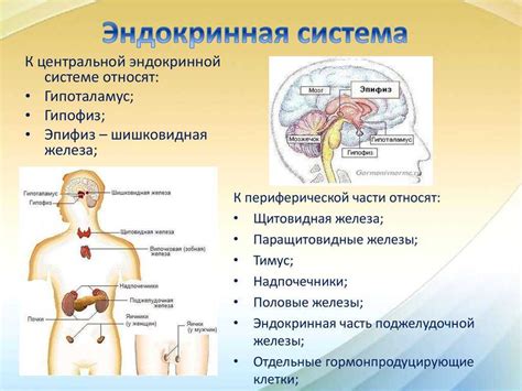 Захватывающий мир эндокринной системы: основа гармонии в организме