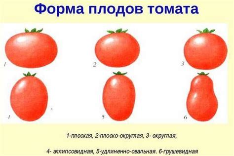 Зачем появляется ботритизация верхушек плодов томата?