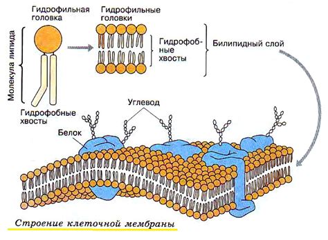 Зашита и устойчивость клетки: функция клеточной мембраны