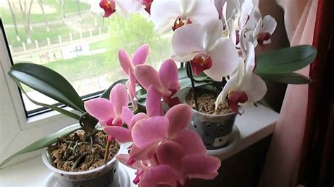 Защита орхидей от вредителей в домашних условиях