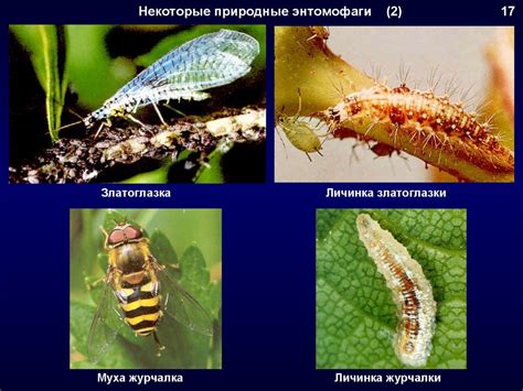 Защита растений от изменений температуры и воздействия ветра