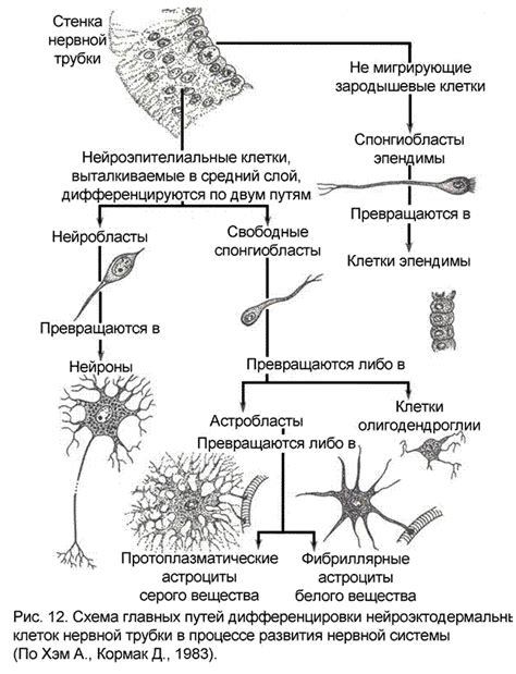 Защитная функция глиальных клеток