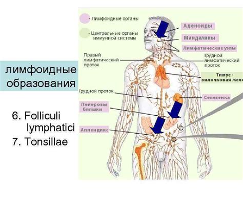 Защитная функция лимфатической системы