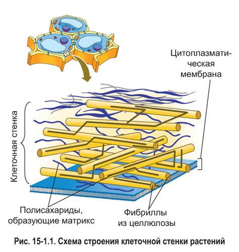 Защитные, поддерживающие и регулирующие функции в клеточной стенке растения